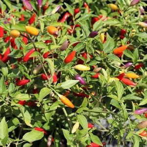 Meet your Posher, Joe